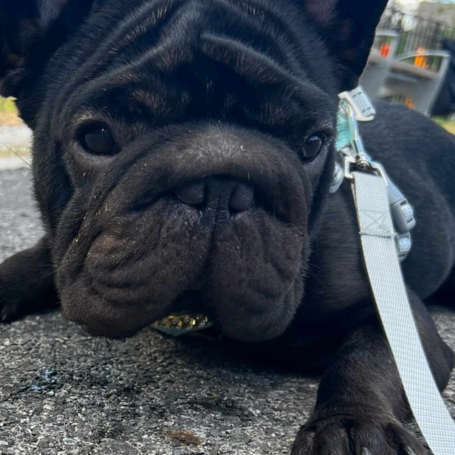 Coco is registered to the contest to win money with this photo: animal, background, black_dog, canine, close_up, collar, curious, daylight, dog, ears, french_bulldog, leash, lying_down, muzzle, outdoor, pavement, paw, pet, street, urban