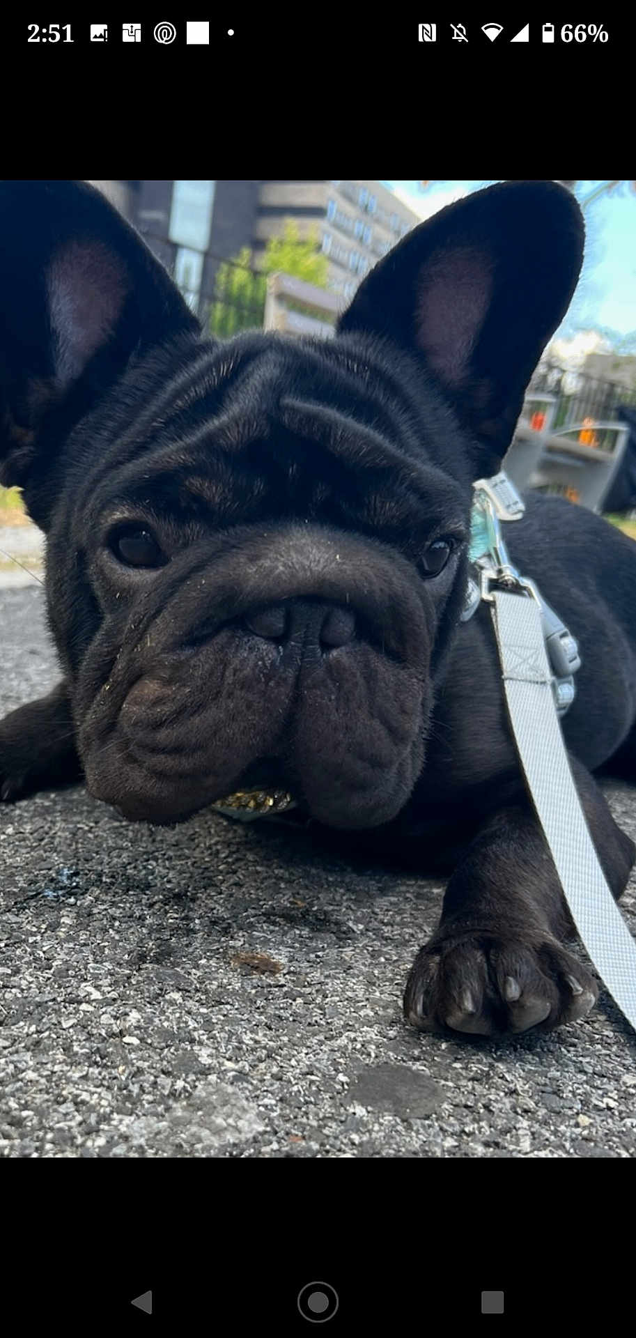 Coco is registered to the contest to win money with this photo: dog, french_bulldog, black_dog, pet, canine, leash, outdoor, pavement, close_up, ears, collar, animal, street, urban, background, daylight, curious, lying_down, muzzle, paw