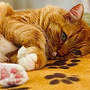 Dexter is registered to the contest to win money with this photo: animal, blanket, cat, close_up, cozy, fluffy, furry, ginger_cat, green_eyes, indoor, lying_down, orange_cat, paw_prints, pet, pink_paw_pads, portrait, relaxed, sleepy, whiskers, white_paws