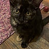 kitten, tortoiseshell_cat, green_eyes, curious, wooden_floor, purple_rug, toy, indoor, pet, small, fur, whiskers, playful, crumpled_tissue, flooring, domestic_animal, animal, young, looking_up, cute