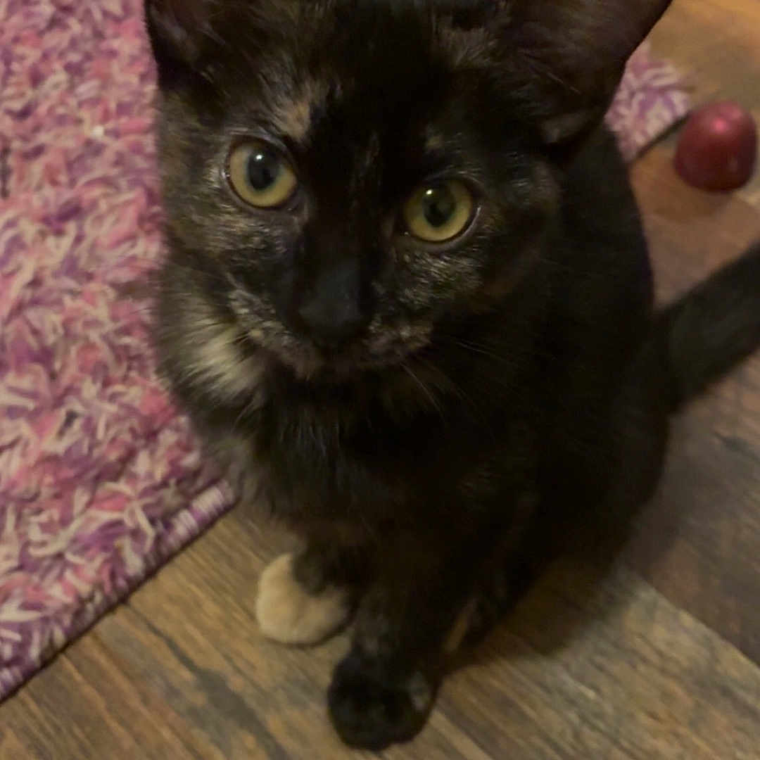 Marcella