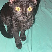 Simba joined the competition — help win amazing prizes! black_cat, kitten, yellow_eyes, whiskers, ears, bed, teal_bedspread, shadow, pet, animal, cute, curious, indoor, feline, small, fur, looking_up, sitting, domestic_cat, young