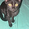black_cat, kitten, yellow_eyes, whiskers, ears, bed, teal_bedspread, shadow, pet, animal, cute, curious, indoor, feline, small, fur, looking_up, sitting, domestic_cat, young