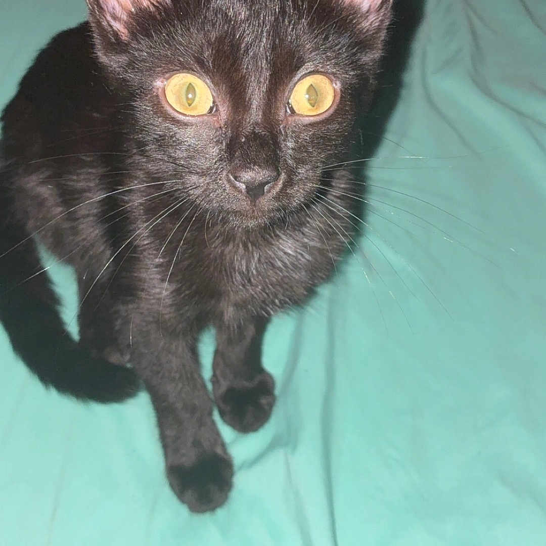 Simba