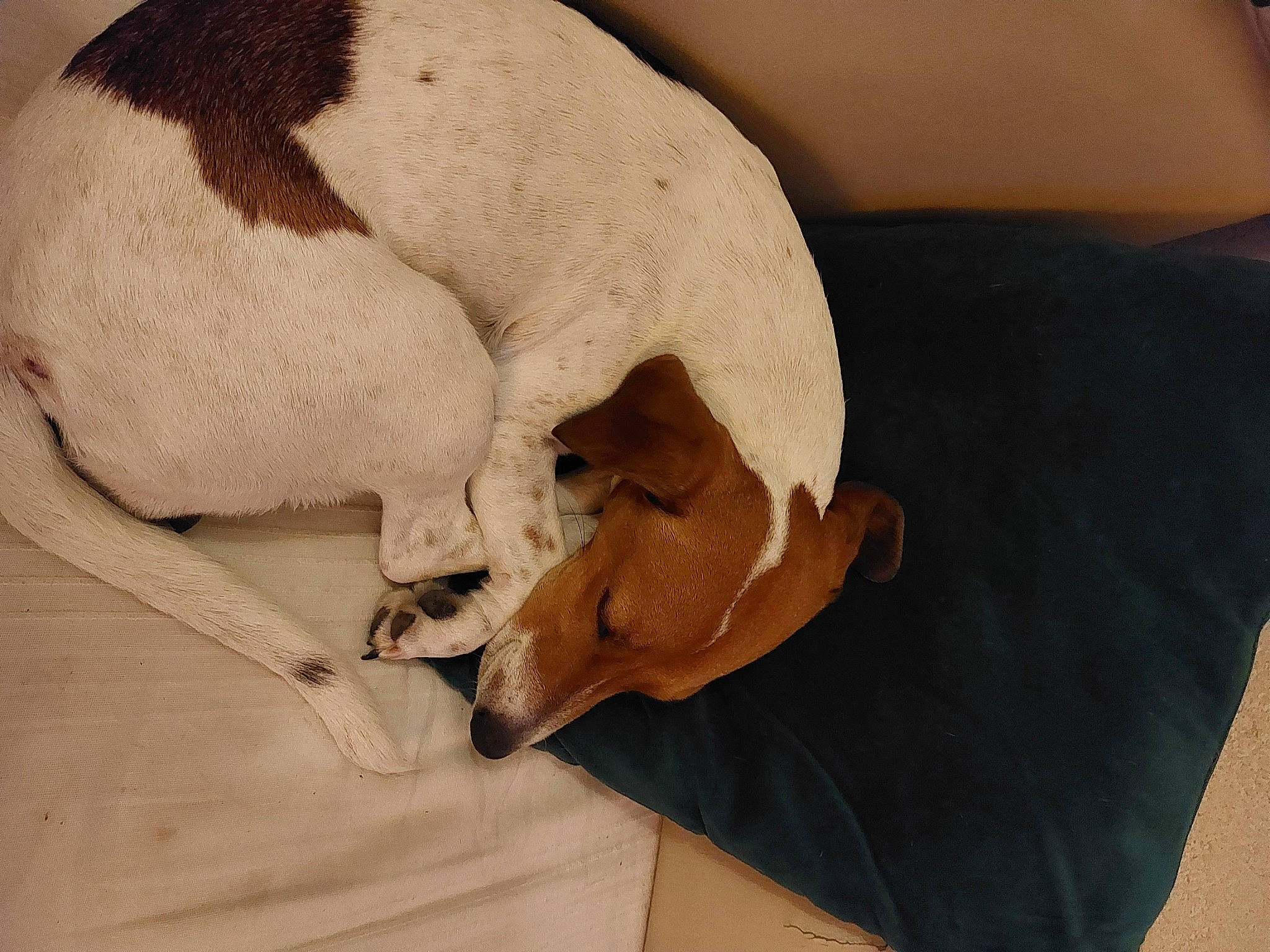 Thalïa a rejoint le concours — aidez-le/la à gagner de superbes lots ! bedding, bone, canidae, carnivore, comfort, companion_dog, couch, dog, dog_breed, dog_supply, fawn, fur, linens, nap, paw, snout, sporting_group, tail, toy_dog, working_animal