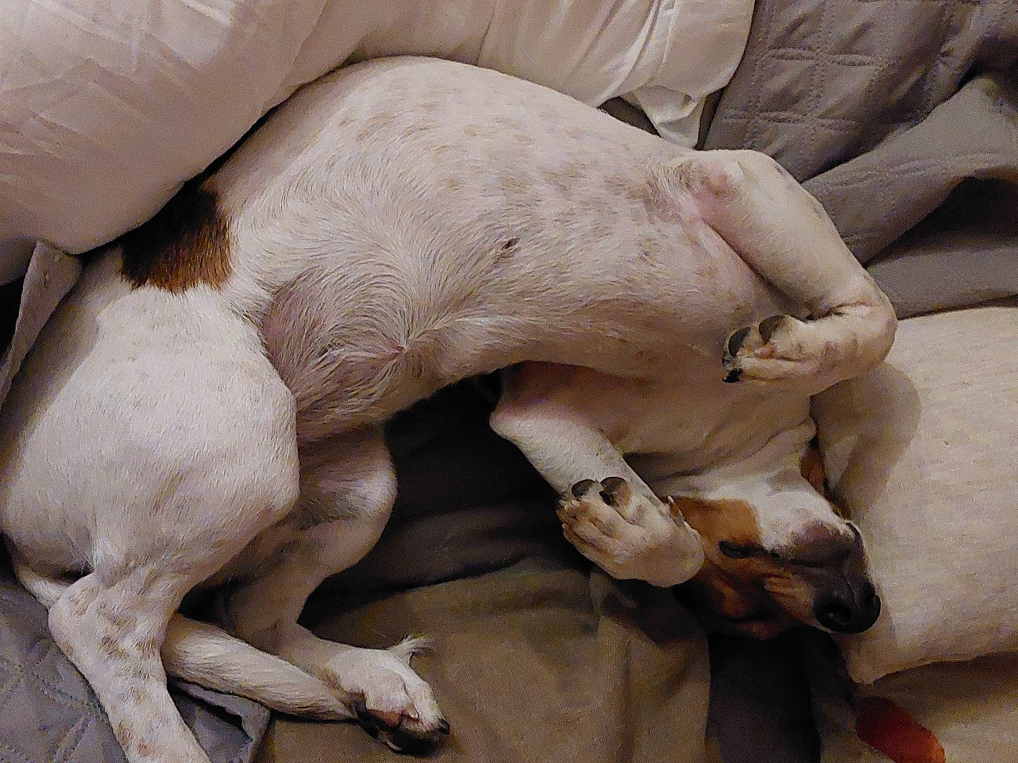 Thalia participe au concours pour gagner de l'argent avec cette photo : canidae, claw, comfort, companion_dog, dog_breed, fawn, foot, fur, human_leg, liver, livestock, nap, paw, sculpture, snout, sporting_group, tail, terrestrial_animal, watch, working_animal