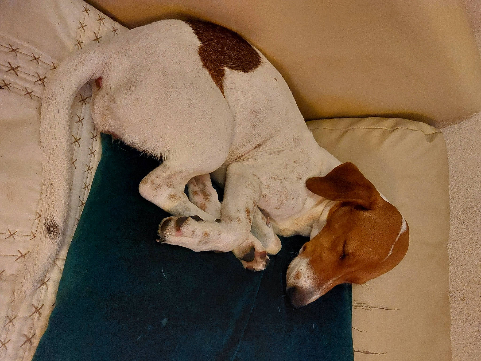 Thalia a rejoint le concours — aidez-le/la à gagner de superbes lots ! canidae, carnivore, comfort, companion_dog, couch, dog, dog_breed, dog_supply, fawn, gun_dog, hound, liver, nap, paw, pet_supply, snout, sporting_group, tail, wood, working_animal