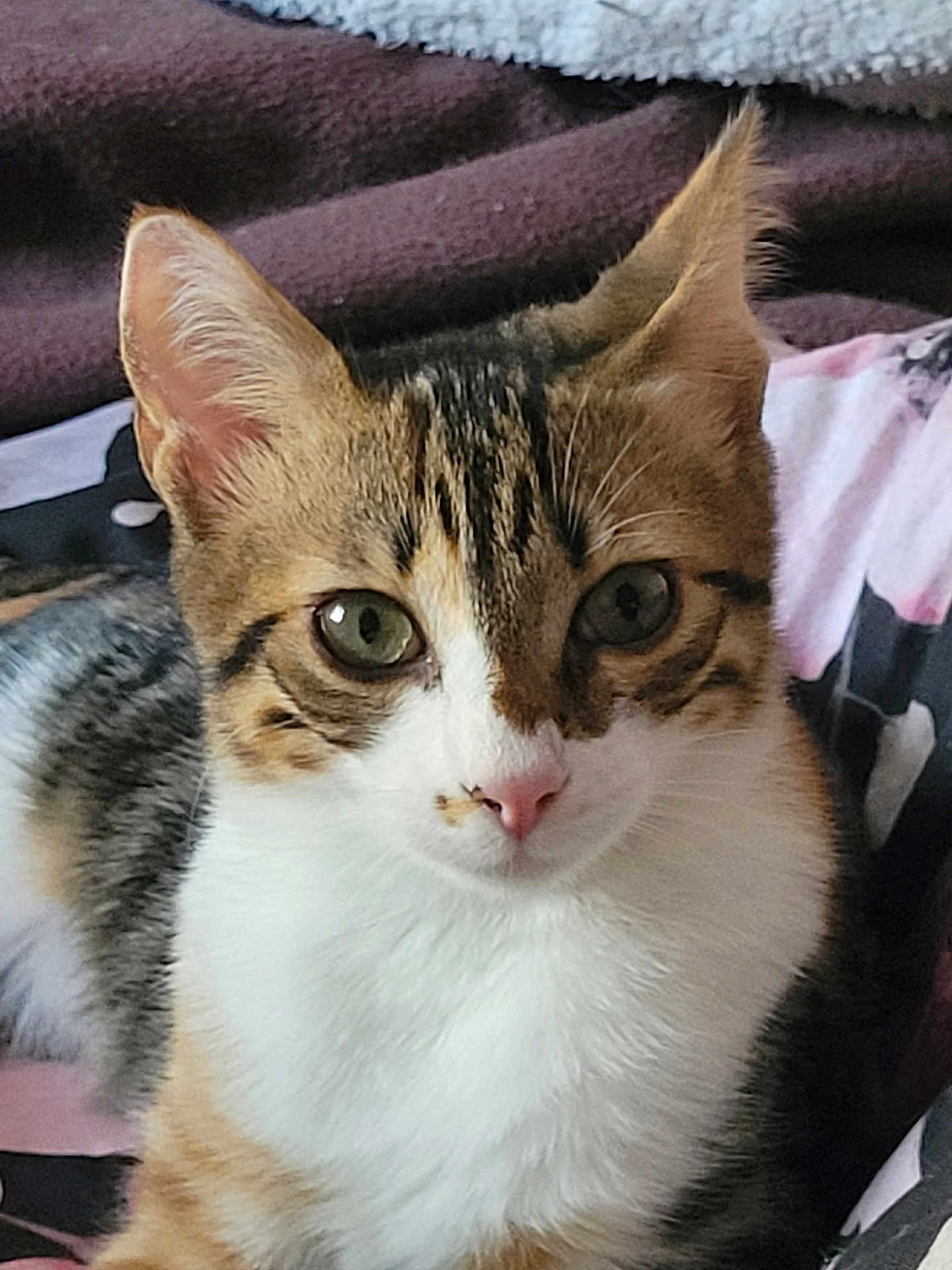 Peche a rejoint le concours — aidez-le/la à gagner de superbes lots ! cat, tabby, white_fur, pet, animal, close_up, face, whiskers, ears, green_eyes, feline, cute, domestic_animal, fur, indoor, cozy, blanket, resting, young_cat, portrait
