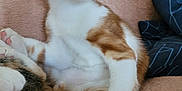 Famille a rejoint le concours — aidez-le/la à gagner de superbes lots ! cat, kitten, orange_and_white, paw_pads, feline, pet, indoor, blanket, cozy, resting, curious, soft_texture, cushion, closeup, animal, whiskers, ears, fur, relaxed, cute
