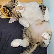Famille participe au concours pour gagner de l'argent avec cette photo : cat, tabby, sleeping, paws, fur, whiskers, tail, bed, wood, black_bedspread, relaxed, pet, domestic_animal, cute, cozy, indoor, resting, feline, animal, pink_nose