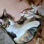 Famille participe au concours pour gagner de l'argent avec cette photo : cat, kitten, cute, pets, animal, fur, whiskers, paws, sleeping, resting, cozy, blanket, indoor, tabby, orange, white, soft, closeup, cuddle, companion
