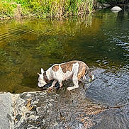 Pepper a rejoint le concours — aidez-le/la à gagner de superbes lots ! dog, water, stream, rocks, nature, greenery, outdoor, canine, drinking, brindle, white, collar, grass, shallow_water, sunlight, reflection, riverbank, animal, pet, wildlife