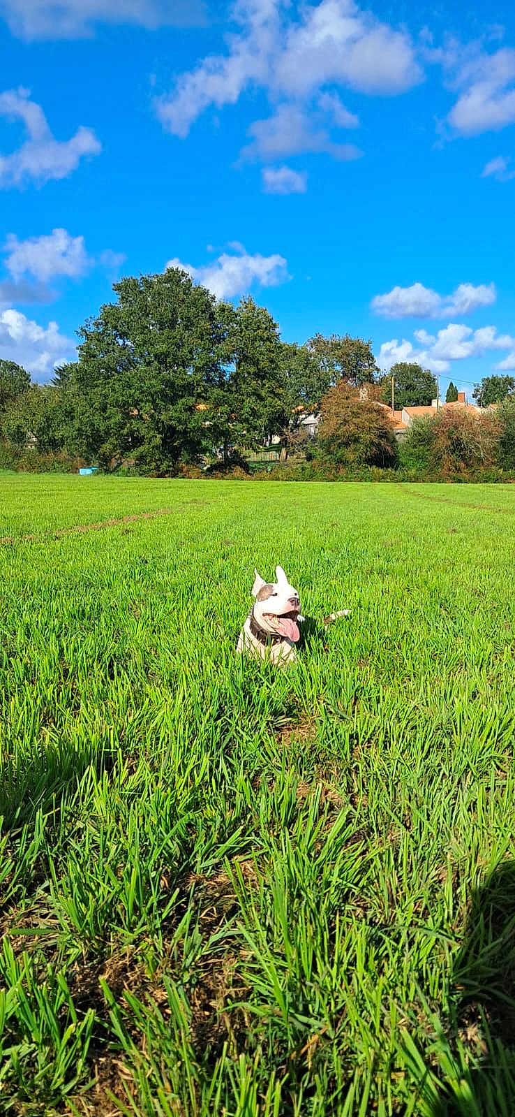 Pepper a rejoint le concours — aidez-le/la à gagner de superbes lots ! dog, grass, field, greenery, nature, outdoor, sky, clouds, trees, canine, pet, happy, sunny, daytime, tongue_out, ears_up, rural, landscape, playful, animal