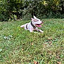 Pepper participe au concours pour gagner de l'argent avec cette photo : dog, grass, outdoor, nature, pet, canine, tongue_out, collar, greenery, trees, sunlight, animal, laying_down, happy, ears_up, summer, park, relaxing, mammal, daytime