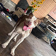 Boogatti is registered to the contest to win money with this photo: dog, happy, tongue_out, indoor, concrete_floor, sunflowers, clutter, workshop, garage, brown_and_white_dog, pet, animal, floor, plant, flower_pot, door, container, messy, panting, standing