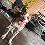 dog, happy, tongue_out, indoor, concrete_floor, sunflowers, clutter, workshop, garage, brown_and_white_dog, pet, animal, floor, plant, flower_pot, door, container, messy, panting, standing