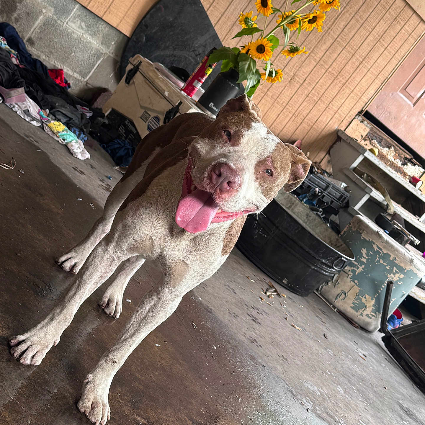Boogatti is registered to the contest to win money with this photo: animal, brown_and_white_dog, clutter, concrete_floor, container, dog, door, floor, flower_pot, garage, happy, indoor, messy, panting, pet, plant, standing, sunflowers, tongue_out, workshop