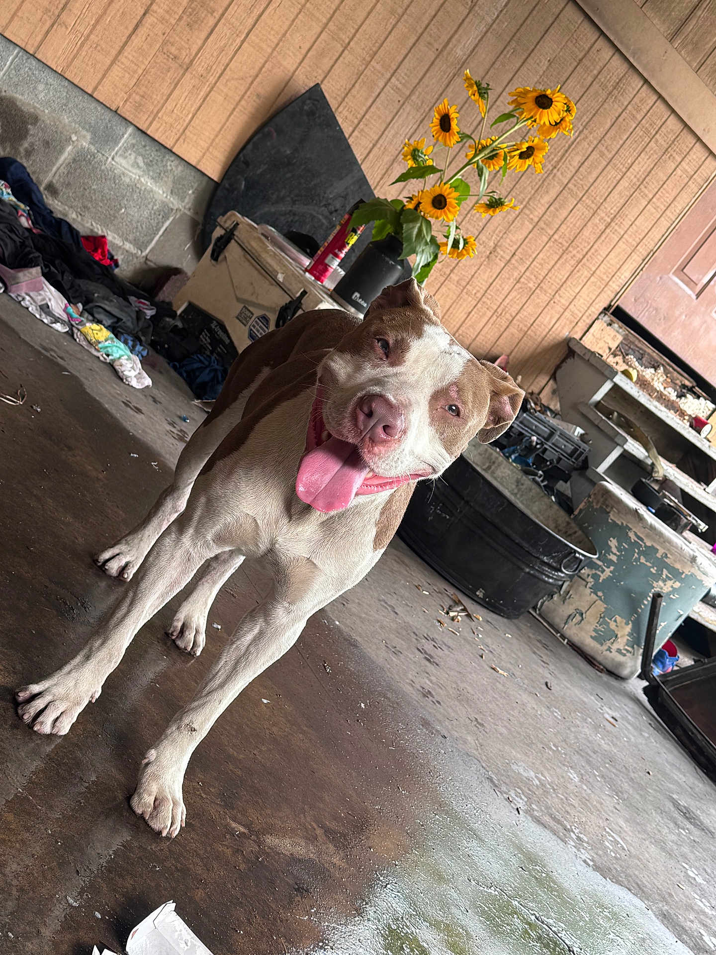 Boogatti is registered to the contest to win money with this photo: dog, happy, tongue_out, indoor, concrete_floor, sunflowers, clutter, workshop, garage, brown_and_white_dog, pet, animal, floor, plant, flower_pot, door, container, messy, panting, standing