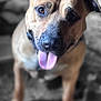 Koojo joined the competition — help win amazing prizes! animal, brown_dog, canine, close_up, companion, cute, dog, domestic_animal, ears, four_legs, friendly, furry, happy, indoor, looking, mammal, nose, pet, portrait, tongue_out