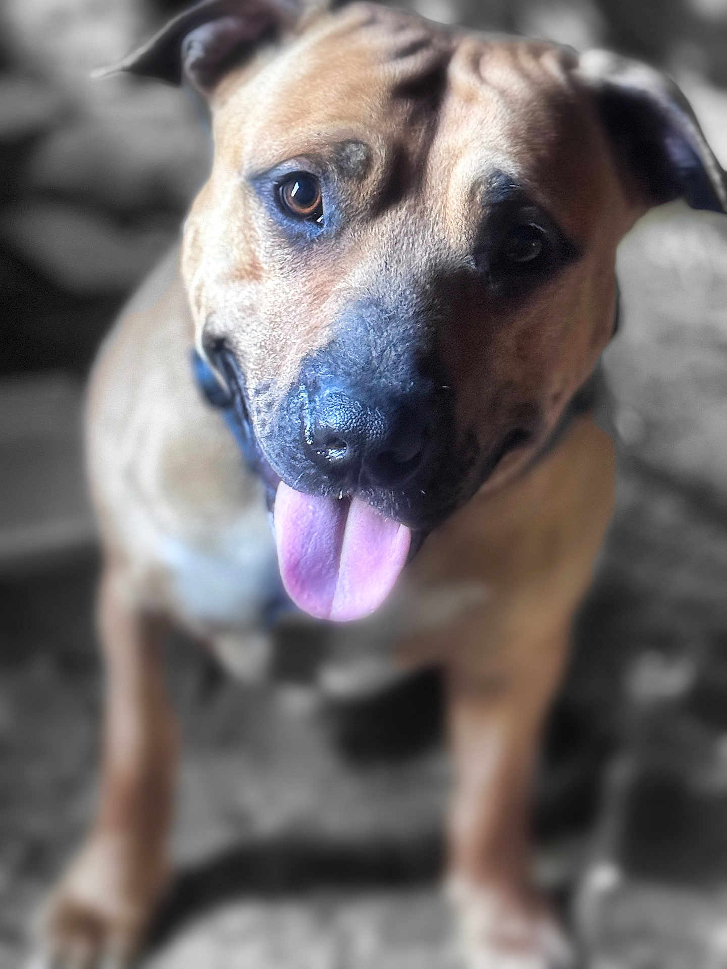 Koojo