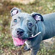 Princess is registered to the contest to win money with this photo: dog, puppy, grey, blue_eyes, tongue_out, happy, pet, animal, outdoor, grass, close_up, cute, young, canine, fur, smiling, playful, ears, nose, collar