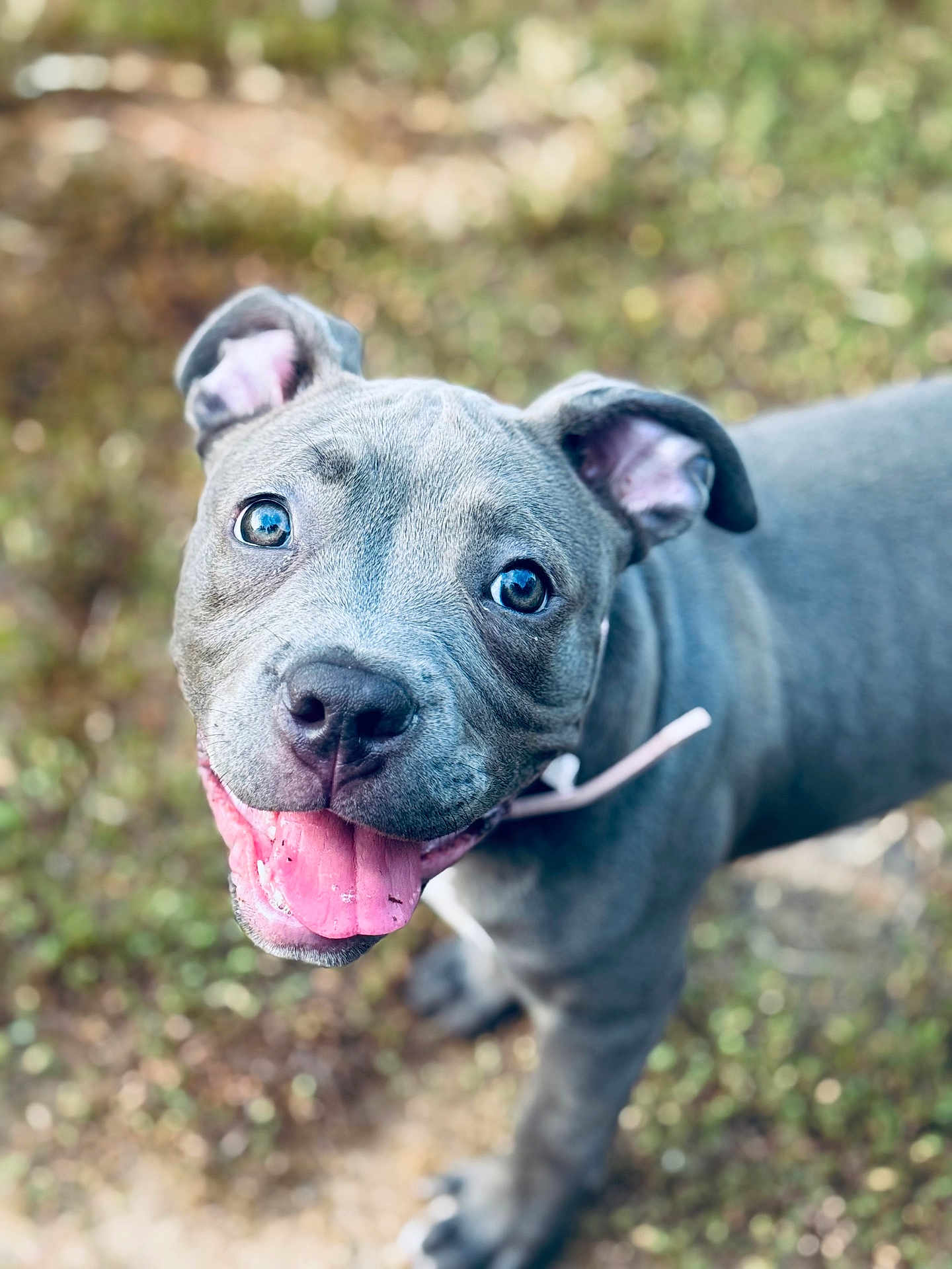 Princess is registered to the contest to win money with this photo: dog, puppy, grey, blue_eyes, tongue_out, happy, pet, animal, outdoor, grass, close_up, cute, young, canine, fur, smiling, playful, ears, nose, collar