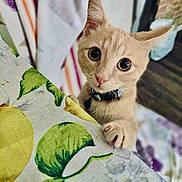 Max joined the competition — help win amazing prizes! cat, wide_eyes, curious, paw, tablecloth, lemon_pattern, indoor, feline, collar, close_up, cute, pet, curled_ears, fabric, colorful, animal, domestic, soft_light, texture, playful