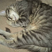 Voyou participe au concours pour gagner de l'argent avec cette photo :