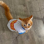 Cheto joined the competition — help win amazing prizes! cat, kitten, orange_cat, tabby, pet, animal, feline, white_shirt, costume, clothing, fluffy_tail, whiskers, blue_eyes, looking_up, wooden_floor, indoor, top_down_view, cute, portrait, human_foot