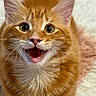 Cheto joined the competition — help win amazing prizes! cat, kitten, orange_tabby, fluffy, fur, pet, animal, close_up, portrait, open_mouth, meowing, large_eyes, whiskers, pink_nose, ears, white_chest, blanket, indoors, cute, expression