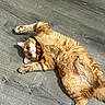 cat, orange_cat, fluffy, long_hair, pet, animal, lying_down, sprawled, bow_tie, collar, indoor, wood_floor, gray_floor, whiskers, ears, paws, belly, fur, relaxed, portrait