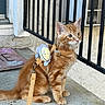 Cheto joined the competition — help win amazing prizes! cat, kitten, orange_cat, fluffy, long_hair, sitting, harness, leash, pet_accessory, outdoor, porch, concrete, railing, house, welcome_mat, ginger_cat, fur, whiskers, alert, portrait