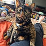 Chicken is registered to the contest to win money with this photo: bed, blanket, books, bookshelf, cat, companion, cozy, curious, fur, furniture, green_eyes, indoor, leg, living_room, person, pet, relaxed, soft_light, teddy_bear, tortoiseshell