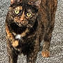 Chicken joined the competition — help win amazing prizes! alert, animal, carpet, cat, closeup, curious, cute, domestic_animal, ears, feline, fur, indoor, looking, mammal, paws, pet, standing, tortoiseshell_cat, whiskers, yellow_eyes