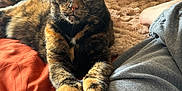Chicken joined the competition — help win amazing prizes! bed, black, blanket, cat, closeup, clothing, cozy, fur, furniture, gray_pants, green_eyes, home, indoor, orange, paws, person, pet, relaxed, tortoiseshell, whiskers