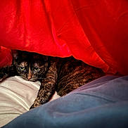 Chicken joined the competition — help win amazing prizes! animal, bed, bedding, blanket, cat, comfort, cozy, cute, feline, fur, hidden, indoor, pet, red_blanket, relaxed, resting, sleepy, soft, tortoiseshell_cat, whiskers