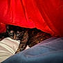 animal, bed, bedding, blanket, cat, comfort, cozy, cute, feline, fur, hidden, indoor, pet, red_blanket, relaxed, resting, sleepy, soft, tortoiseshell_cat, whiskers