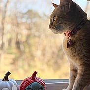 Kitana joined the competition — help win amazing prizes! cat, window, pumpkin, figurine, decor, autumn, decorative, orange_cat, collar, bell, indoor, windowsill, side_view, cute, pet, holiday, seasonal, still_life, background_blur, daylight