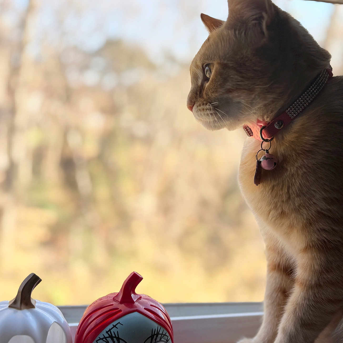 Kitana joined the competition — help win amazing prizes! autumn, background_blur, bell, cat, collar, cute, daylight, decor, decorative, figurine, holiday, indoor, orange_cat, pet, pumpkin, seasonal, side_view, still_life, window, windowsill