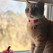 Kitana joined the competition — help win amazing prizes! animal, blurred_background, cat, closeup, collar, curious, daylight, decor, ginger_cat, indoor, looking_outside, orange_fur, pet, playful, pumpkin_toy, sitting, toy, whiskers, window, windowsill