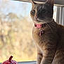 animal, blurred_background, cat, closeup, collar, curious, daylight, decor, ginger_cat, indoor, looking_outside, orange_fur, pet, playful, pumpkin_toy, sitting, toy, whiskers, window, windowsill