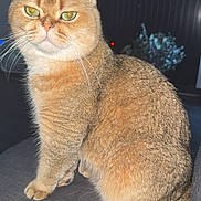 Mushu is registered to the contest to win money with this photo: alert, animal, cat, closeup, couch, cute, domestic_animal, ears, eyes, feline, fur, furry, home, indoor, pet, portrait, sitting, tabby, tail, whiskers