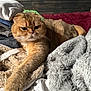 Mushu joined the competition — help win amazing prizes! animal, bedroom, blanket, cat, clothing, cozy, cute, fabric, feline, fur, indoor, orange_cat, paw, pet, pile, relaxed, resting, soft, stretching, tabby