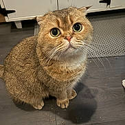 Mushu joined the competition — help win amazing prizes! cat, wide_eyes, folded_ears, fur, pet, indoor, floor, kitchen, cabinet, mat, whiskers, cute, animal, mammal, domestic, feline, looking_up, sitting, brown_fur, closeup