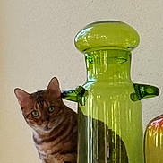 Kahn joined the competition — help win amazing prizes! cat, tabby, glass_vase, green, curious, wooden_shelf, indoor, pet, animal, feline, decor, still_life, reflection, alert, ears, striped, brown, eyes, quiet, home
