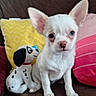 Prince joined the competition — help win amazing prizes! puppy, dog, white_dog, chihuahua, pet, animal, sitting, stuffed_animal, dalmatian_toy, toy, couch, pillows, blanket, indoor, portrait, close_up, large_ears, blue_eye, brown_eye, cute