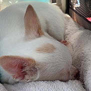 Prince is registered to the contest to win money with this photo: dog, puppy, sleeping, napping, white_fur, small_dog, closed_eyes, ears, nose, blanket, fleece, cozy, indoors, pet, resting, cuddly, soft, warm_lighting, kennel, peaceful