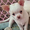 Prince is registered to the contest to win money with this photo: puppy, dog, white_dog, small_dog, sitting, portrait, cute, adorable, floppy_ears, dark_eyes, pink_nose, animal, pet, toy, plush_toy, red_toy, pet_bed, playpen, indoor, close_up