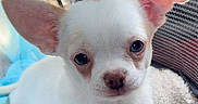Prince is registered to the contest to win money with this photo: puppy, dog, white_dog, chihuahua, small_dog, animal, pet, canine, portrait, close_up, floppy_ears, large_ears, blue_eyes, brown_nose, white_fur, blanket, cozy, human_hand, indoor, cute