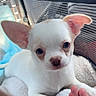puppy, dog, white_dog, chihuahua, small_dog, animal, pet, canine, portrait, close_up, floppy_ears, large_ears, blue_eyes, brown_nose, white_fur, blanket, cozy, human_hand, indoor, cute